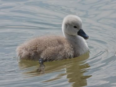 Schwanen-Küken, etwa drei bis vier Tage alt