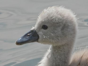 Schwanen-Küken, etwa drei bis vier Tage alt