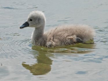 Schwanen-Küken, etwa drei bis vier Tage alt