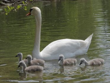 Fünf von sechs Schwanenküken