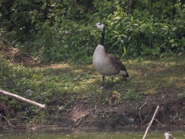 Am gegenüber liegenden Ufer verweilt Kanadagansfamilie mit den zwei Gösseln
