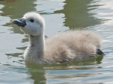 Schwanen-Küken, etwa drei bis vier Tage alt