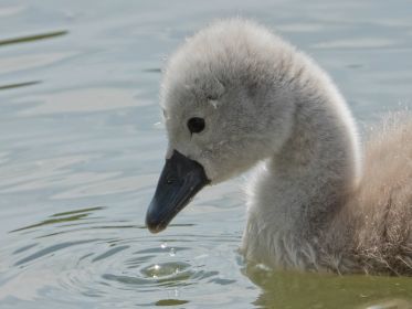 Schwanen-Küken, etwa drei bis vier Tage alt