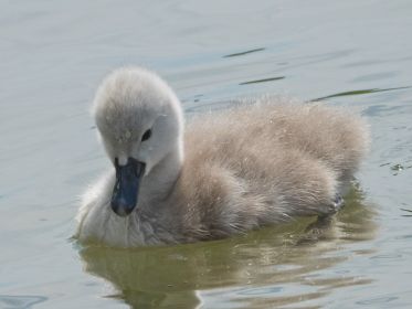 Schwanen-Küken, etwa drei bis vier Tage alt