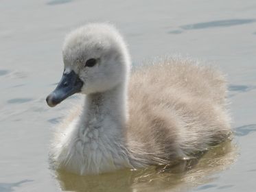Schwanen-Küken, etwa drei bis vier Tage alt