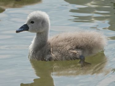 Schwanen-Küken, etwa drei bis vier Tage alt