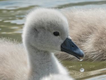 Schwanen-Küken, etwa drei bis vier Tage alt