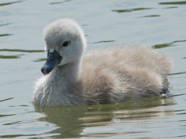 Schwanen-Küken, etwa drei bis vier Tage alt