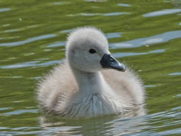Schwanen-Küken, etwa drei bis vier Tage alt