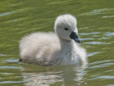 Schwanen-Küken, etwa drei bis vier Tage alt