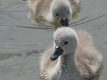 Schwanen-Küken, etwa drei bis vier Tage alt