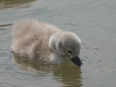 Schwanen-Küken, etwa drei bis vier Tage alt