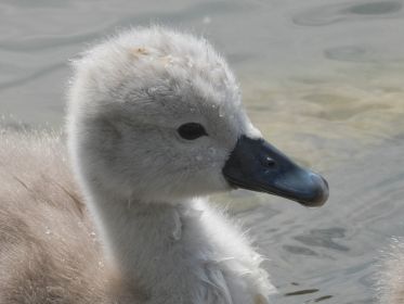 Schwanen-Küken, etwa drei bis vier Tage alt