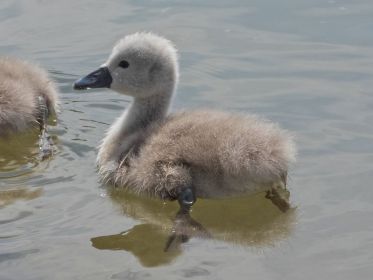 Schwanen-Küken, etwa drei bis vier Tage alt