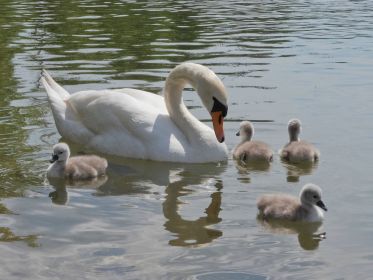 Vier von sechs Schwanenkindern