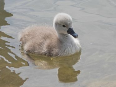 Schwanen-Küken, etwa drei bis vier Tage alt