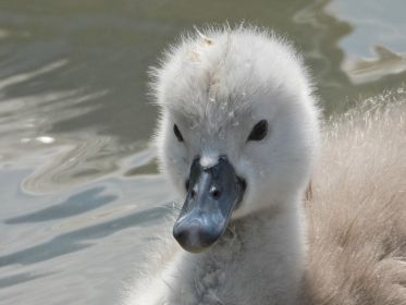 Schwanen-Küken, etwa drei bis vier Tage alt