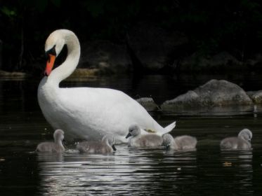 Altschwan wirbelt Pflanzenteile auf für den Nachwuchs