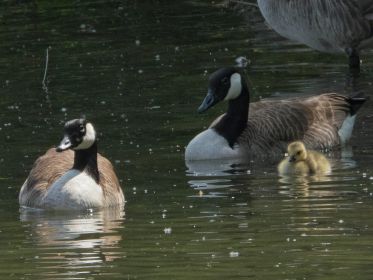 Ein Kanadagans-Paar führt ein einziges Gänsekind. Im Hintergrund Ganter des anderen Paares (mit zwei Gösseln)