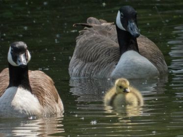 Ein Kanadagans-Paar führt ein einziges Gänsekind