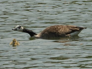 Eines von zwei Gösseln der Gänsemutter mit dem weißgefleckten Kopf