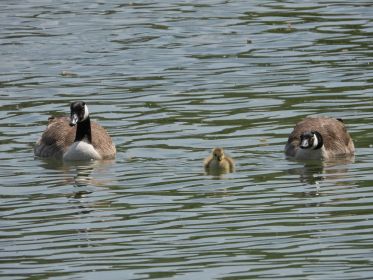 Ein Kanadagans-Paar im Stausee führt ein einziges Gänsekind