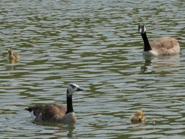 Vierköpfige Kanadagans-Familie