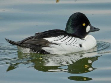 Was wäre ein Tag hier ohne die Schellente...