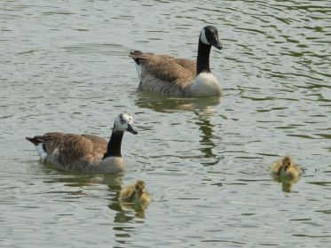Vierköpfige Kanadagans-Familie