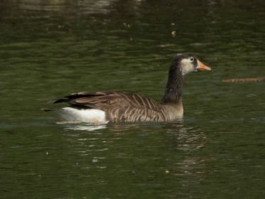 Mutmaßlich Grau-Kanadagans-Hybrid