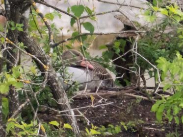 Die einzige derzeit brütende Graugans