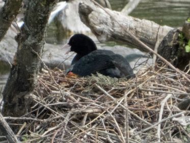 Im Blesshuhn-Nest hat sich was getan...