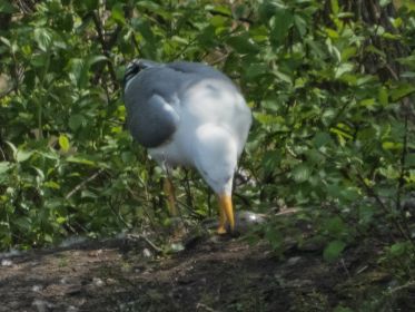 Mittelmeermöwe schlürft aus einem Ei nahe ehemaligem Kanadagans-Gelege