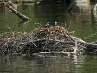 Blesshuhn-Nest mitten im See