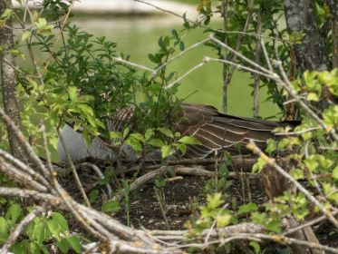 Die einzige derzeit brütende Graugans