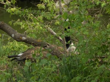Kandagans auf dem Nest
