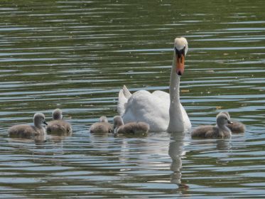 Familie Schwan