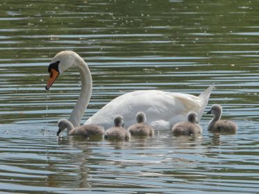 Fünf von sechs Schwanen-Kindern