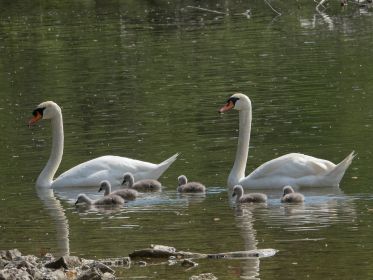 Familie Schwan nimmt Kurs auf Seitenarm des Stausees in Richtung Fischteiche