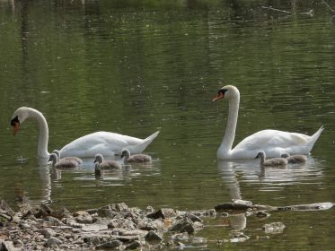 Familie Schwan nimmt Kurs auf Seitenarm des Stausees in Richtung Fischteiche