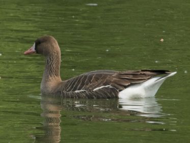 Blessgans zu Besuch im Amperstausee
