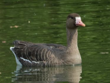 Blessgans zu Besuch im Amperstausee