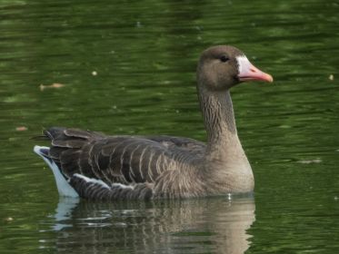 Blessgans zu Besuch im Amperstausee