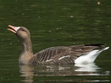 Blessgans zu Besuch im Amperstausee