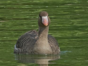 Blessgans zu Besuch im Amperstausee