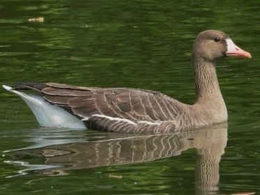 Blessgans zu Besuch im Amperstausee