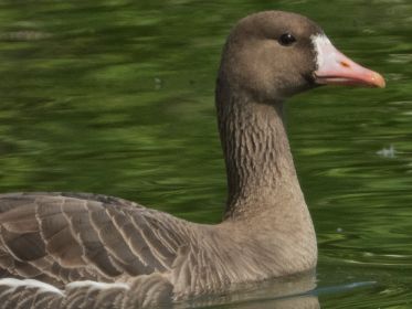 Blessgans zu Besuch im Amperstausee