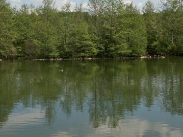 Gans allein auf weiter Flur: Im Bild links die Blessgans