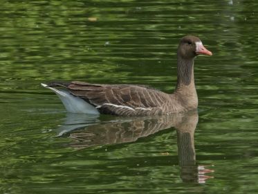 Gans ruhig im Wasser. Blessgans lässt sich treiben