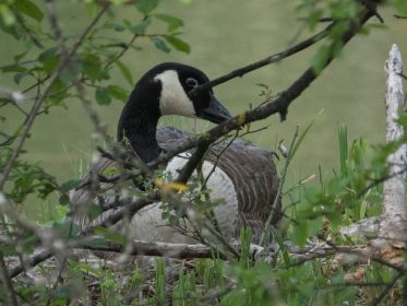 Eine von drei Kanadagänsen brütet noch. Zwei Paare führen mittlerweile Nachwuchs